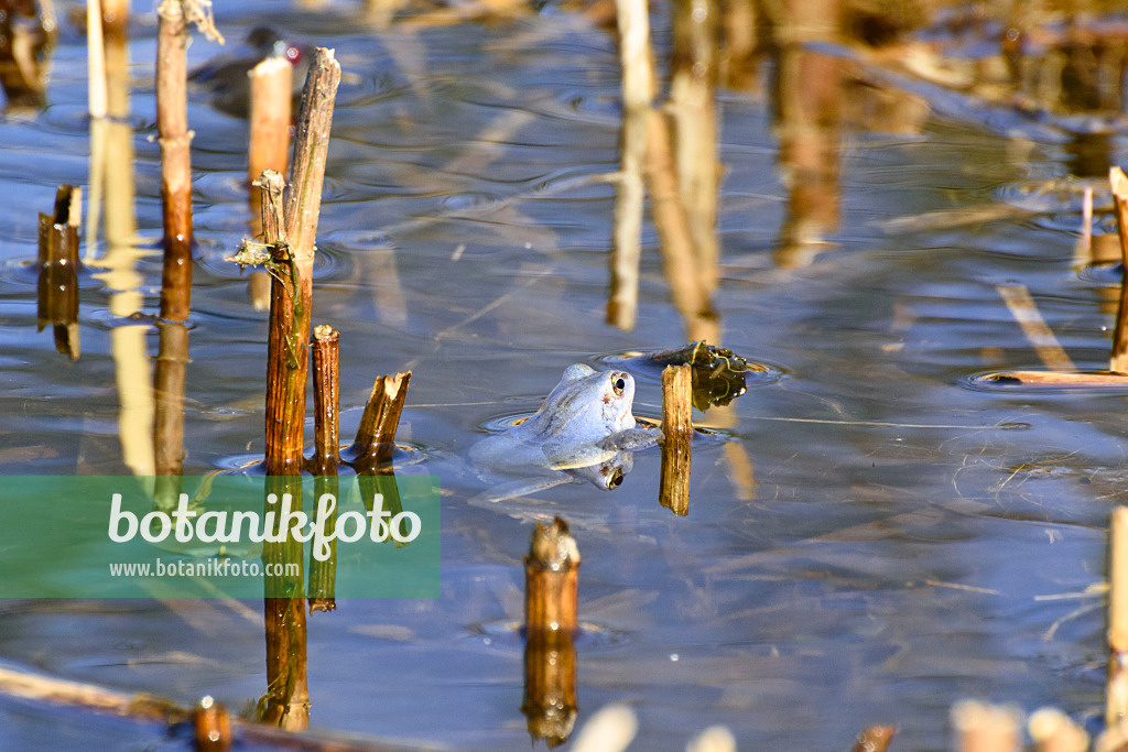 554053 - Moor frog (Rana arvalis), blue-coloured male specimen during spawning season, Brandenburg, Germany