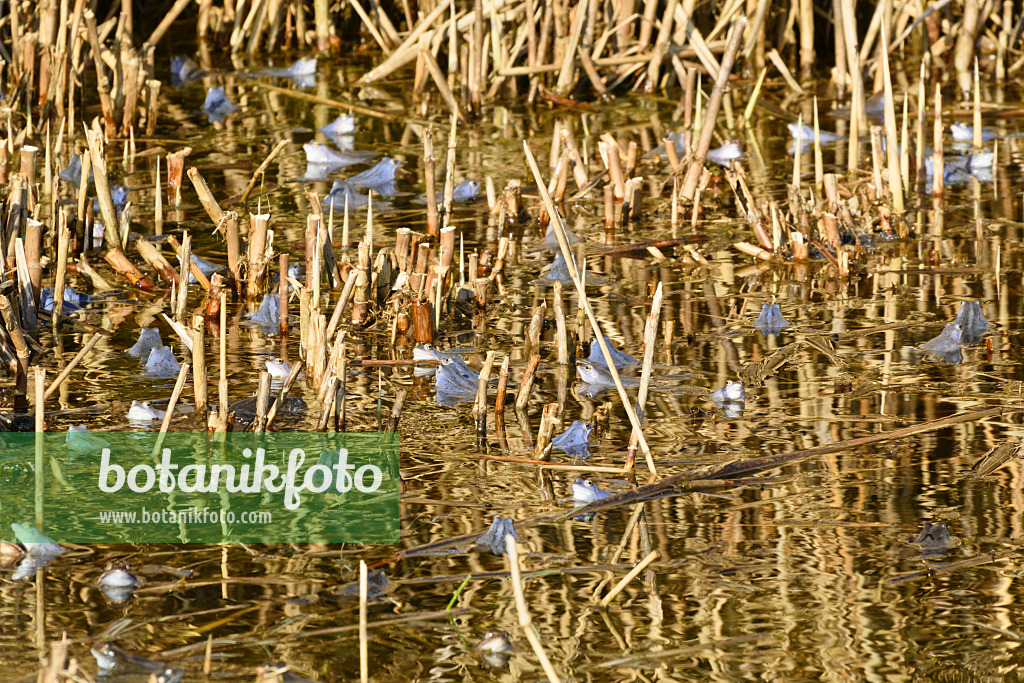 554054 - Moor frog (Rana arvalis), blue-coloured males during spawning season, Brandenburg, Germany