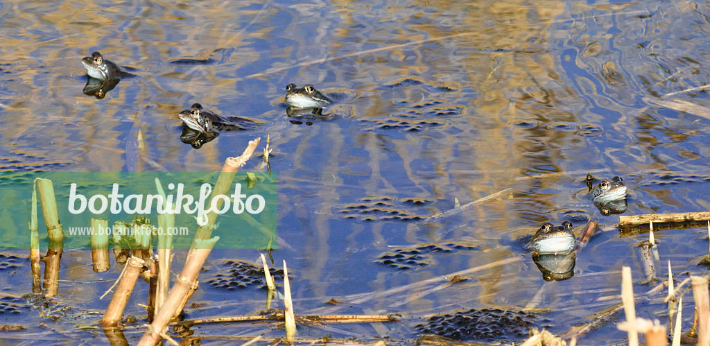 554056 - Moor frog (Rana arvalis), blue-coloured males during spawning season, Brandenburg, Germany