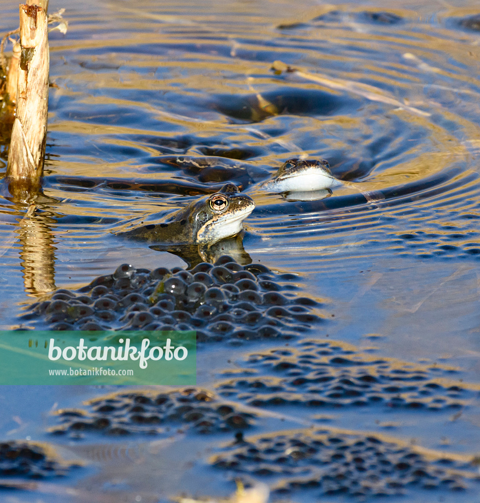 554057 - Moor frog (Rana arvalis), blue-coloured males during spawning season, Brandenburg, Germany