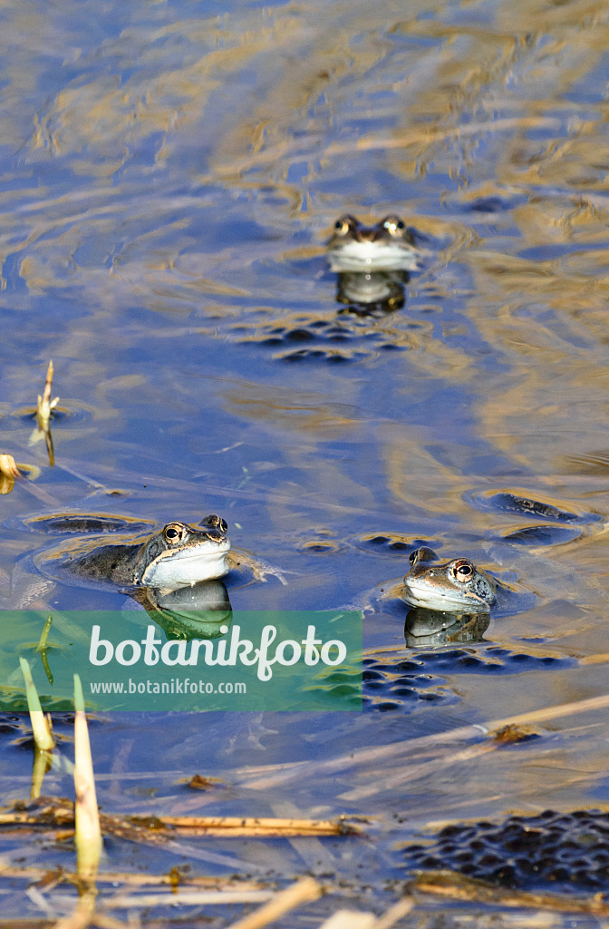 554058 - Moor frog (Rana arvalis), blue-coloured males during spawning season, Brandenburg, Germany