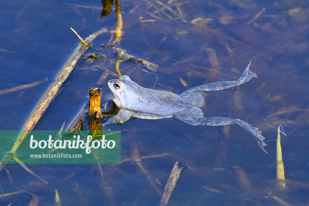 554055 - Moorfrosch (Rana arvalis), Männchen mit Blaufärbung während der Laichzeit, Brandenburg, Deutschland