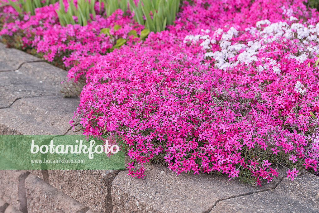 616432 - Moosphlox (Phlox subulata 'Scarlet Flame')