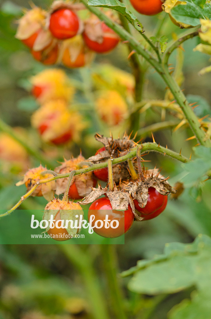 549066 - Morelle de Balbis (Solanum sisymbriifolium)