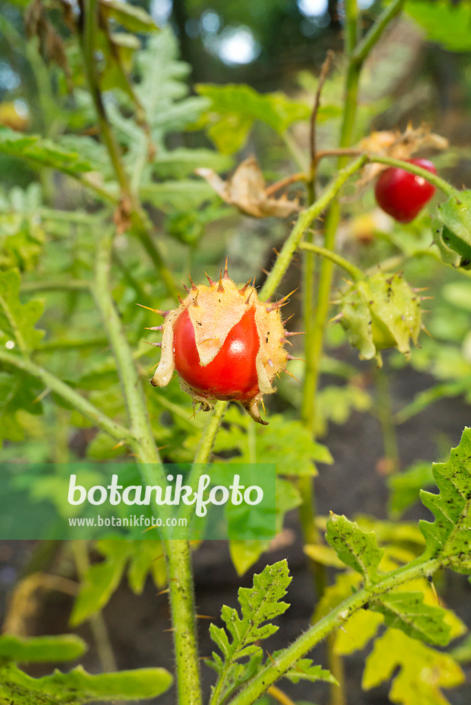 609004 - Morelle de Balbis (Solanum sisymbriifolium)
