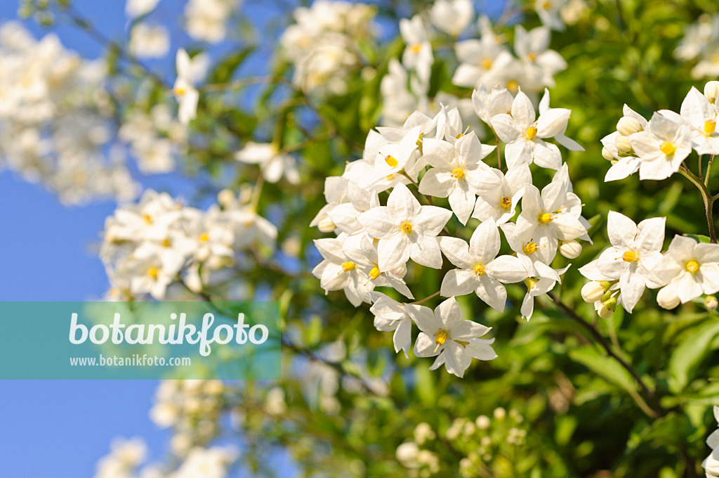 486171 - Morelle faux jasmin (Solanum jasminoides)