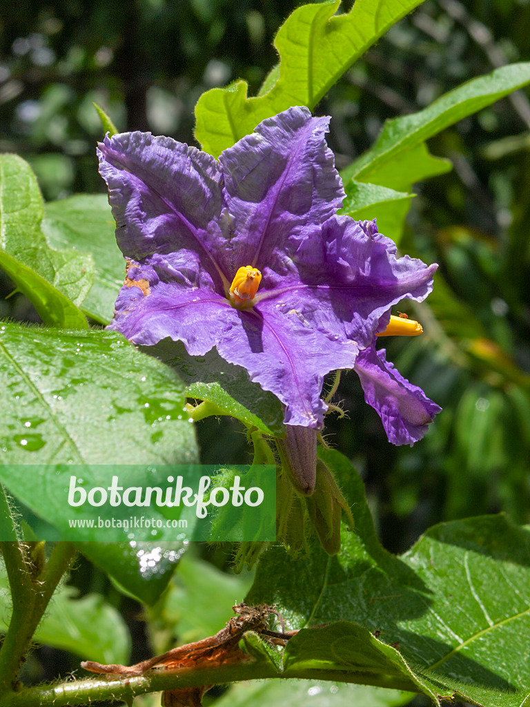 411025 - Morelle (Solanum wrightii)