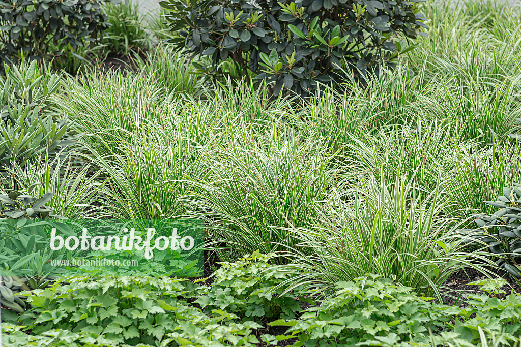 651141 - Morrow's sedge (Carex morrowii 'Ice Dance')