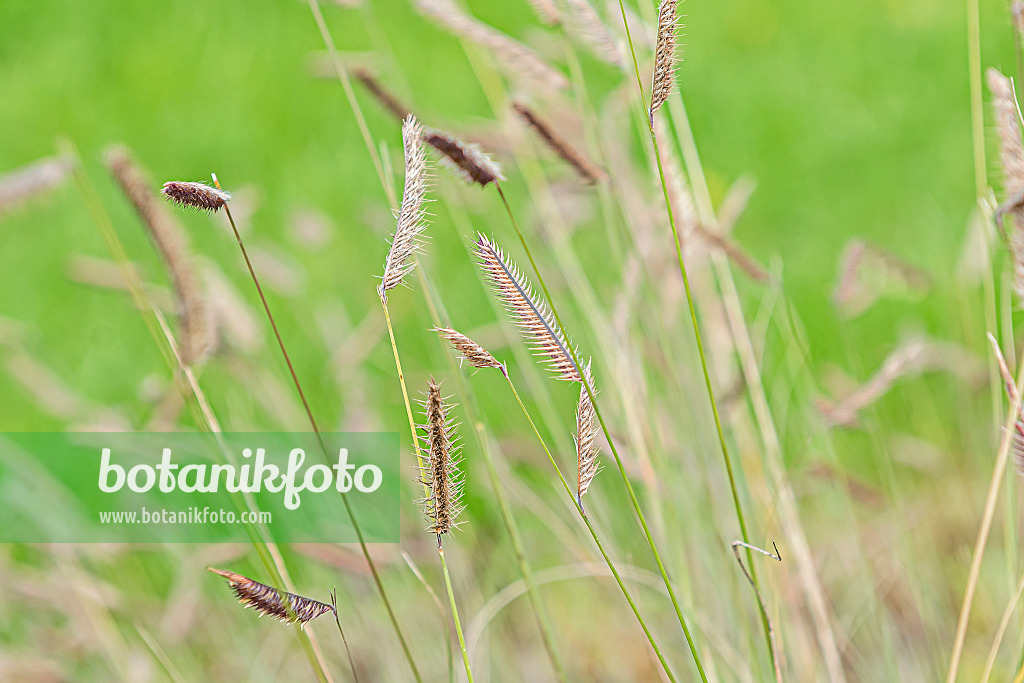 651118 - Mosquito grass (Bouteloua gracilis)