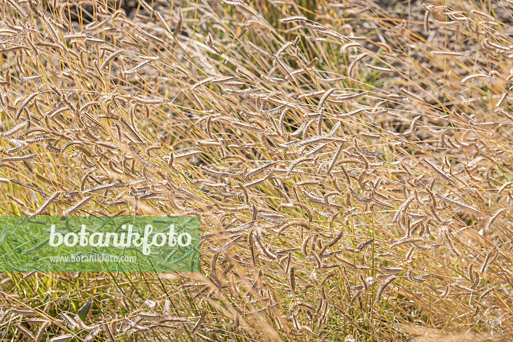 651119 - Mosquito grass (Bouteloua gracilis)