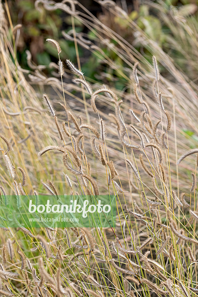 651120 - Mosquito grass (Bouteloua gracilis)