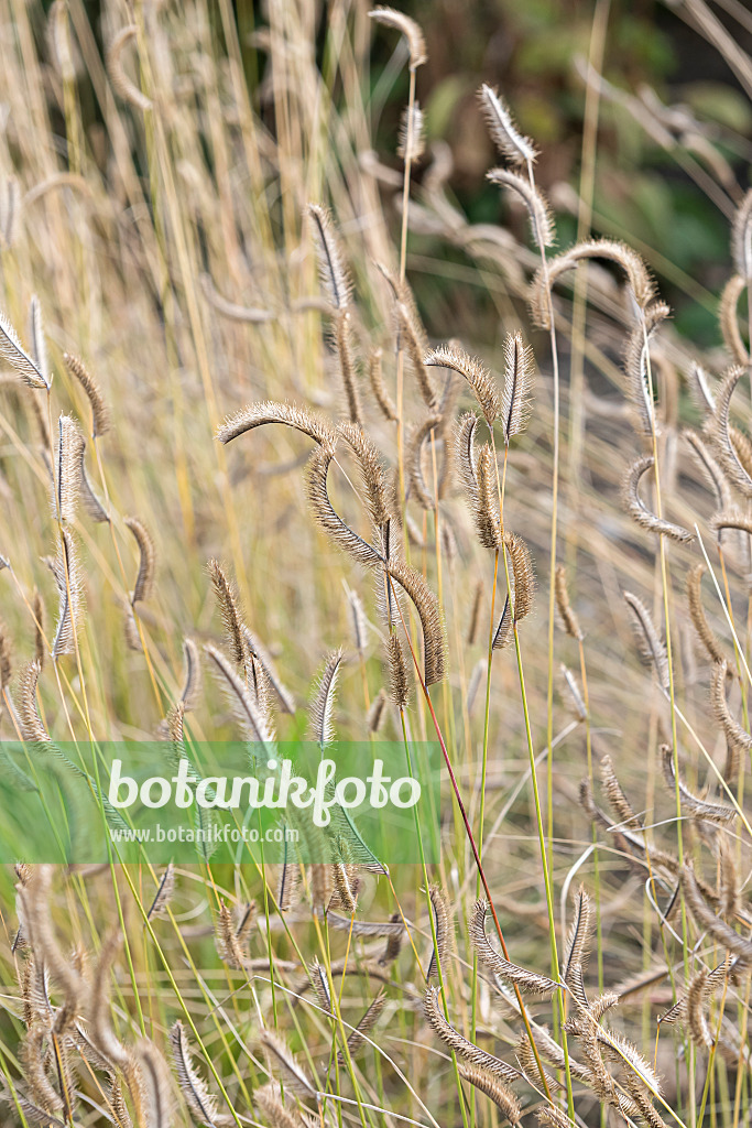 651121 - Mosquito grass (Bouteloua gracilis)