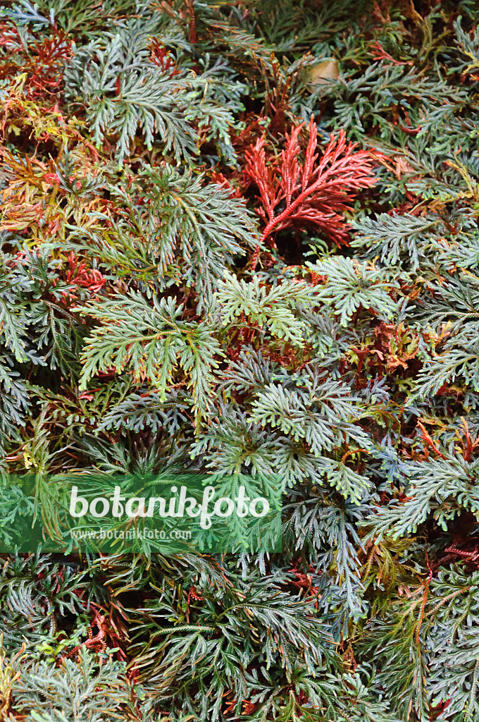 467003 - Moss fern (Selaginella erythropus)