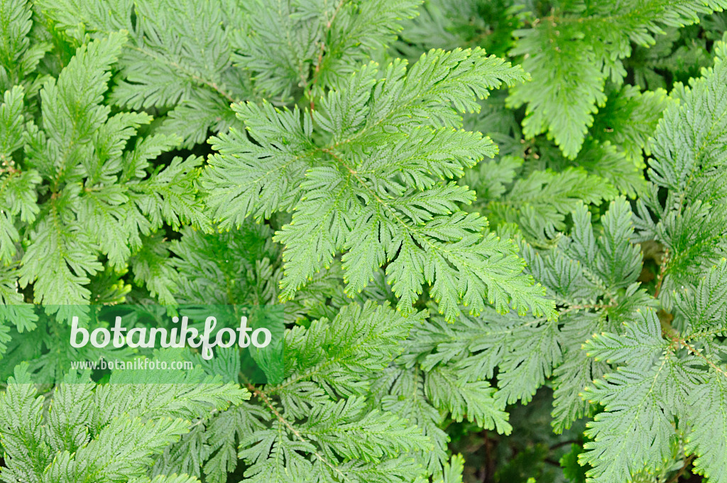 467008 - Moss fern (Selaginella vogelii)
