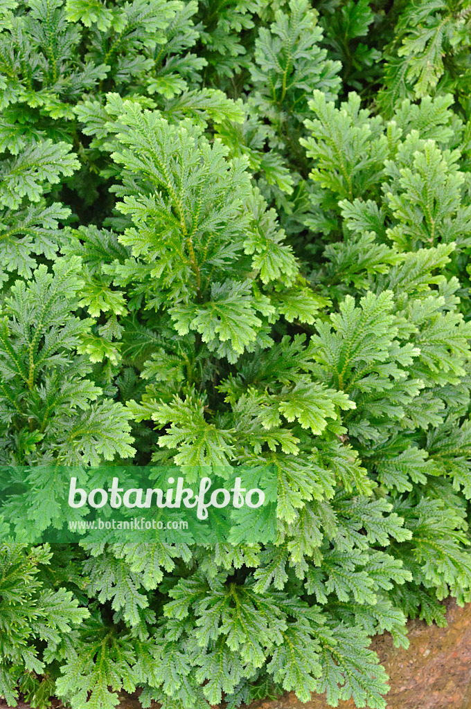 467047 - Moss fern (Selaginella watsoniana)