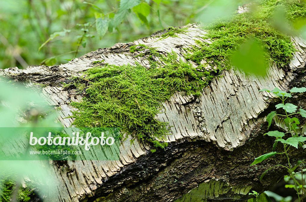 501125 - Moss on an overturned birch trunk
