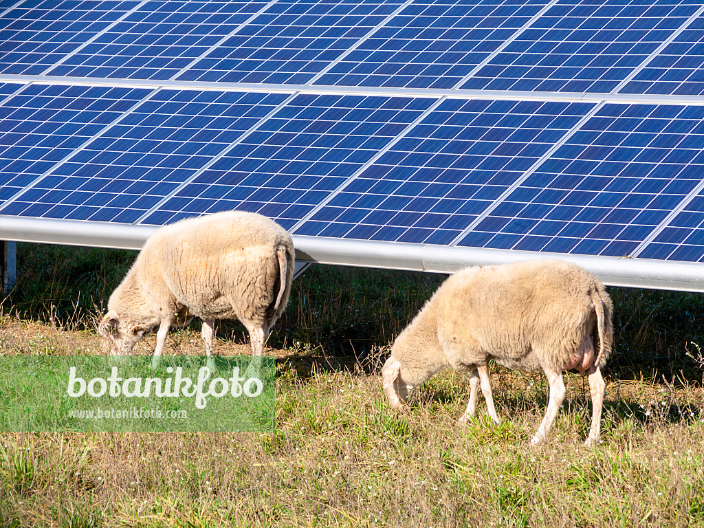 525228 - Mouflons occidentals (Ovis orientalis aries) avec une centrale solaire, Brandebourg, Allemagne