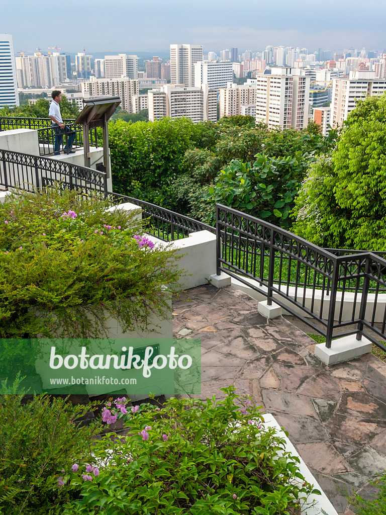 411079 - Mount Faber Park, Singapore