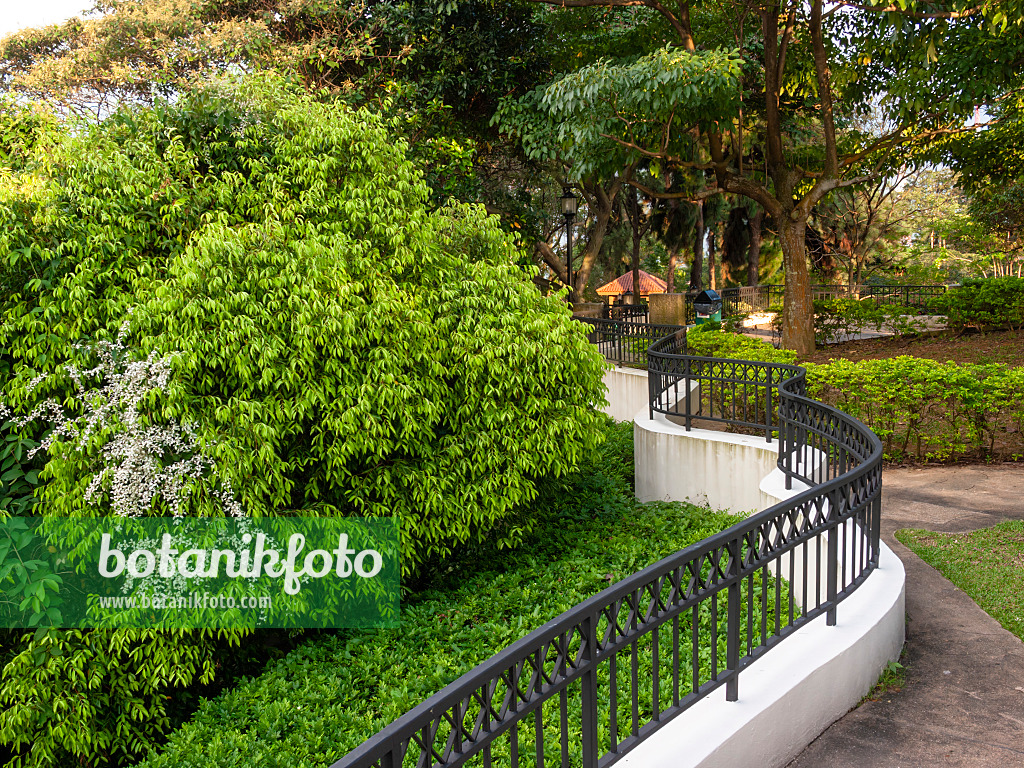 411081 - Mount Faber Park, Singapore