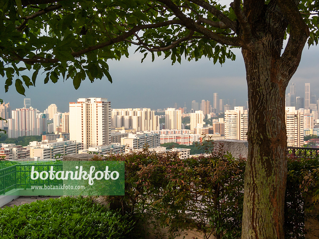 411082 - Mount Faber Park, Singapore