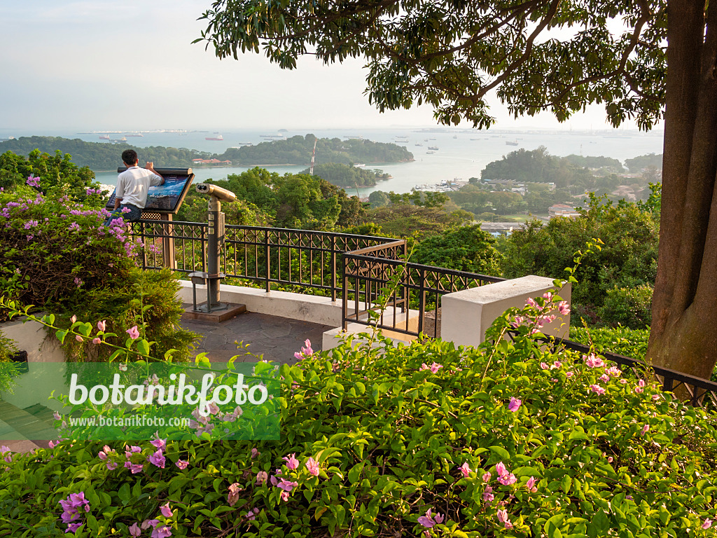 411083 - Mount Faber Park, Singapur