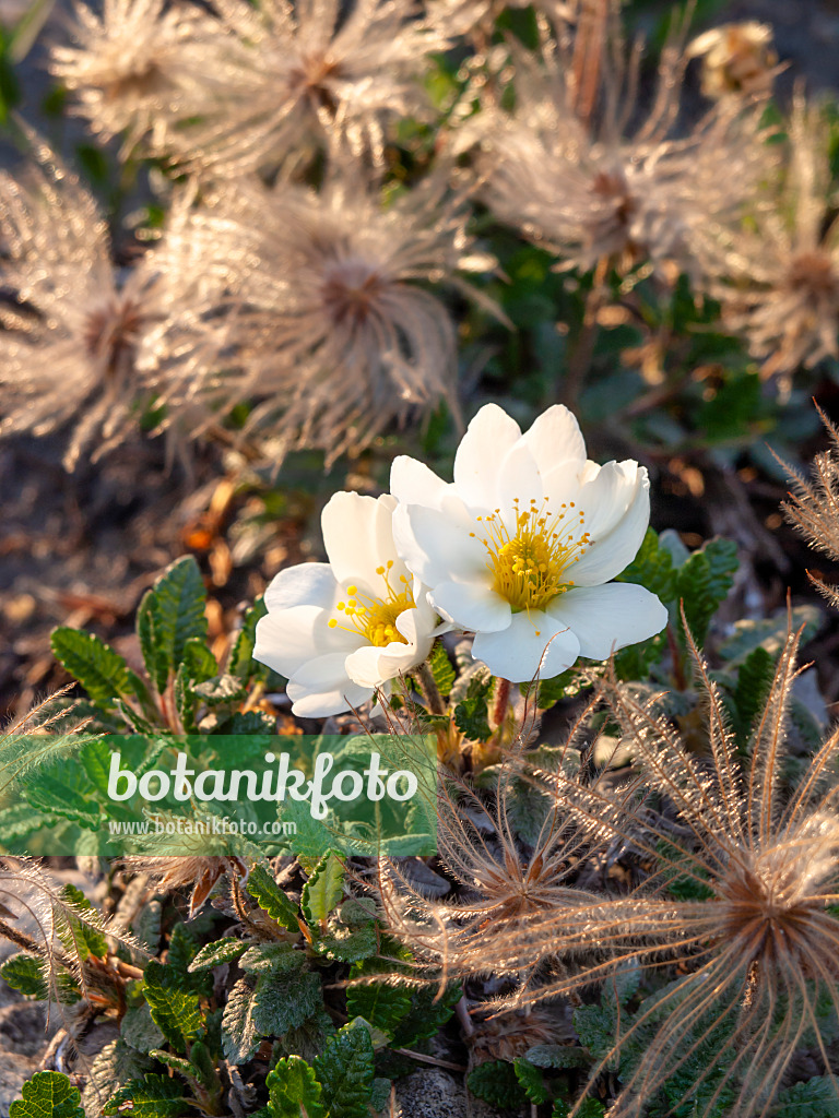 448110 - Mountain avens (Dryas octopetala)