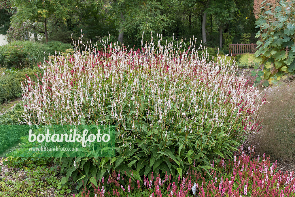 651426 - Mountain fleece (Bistorta amplexicaulis 'Alba' syn. Polygonum amplexicaule 'Atropurpureum')