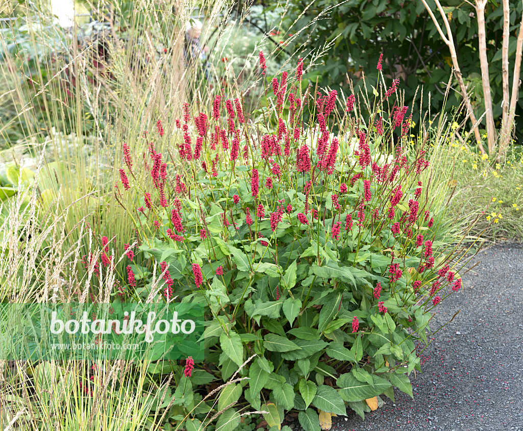 675272 - Mountain fleece (Bistorta amplexicaulis 'Blackfield' syn. Polygonum amplexicaule 'Blackfield')