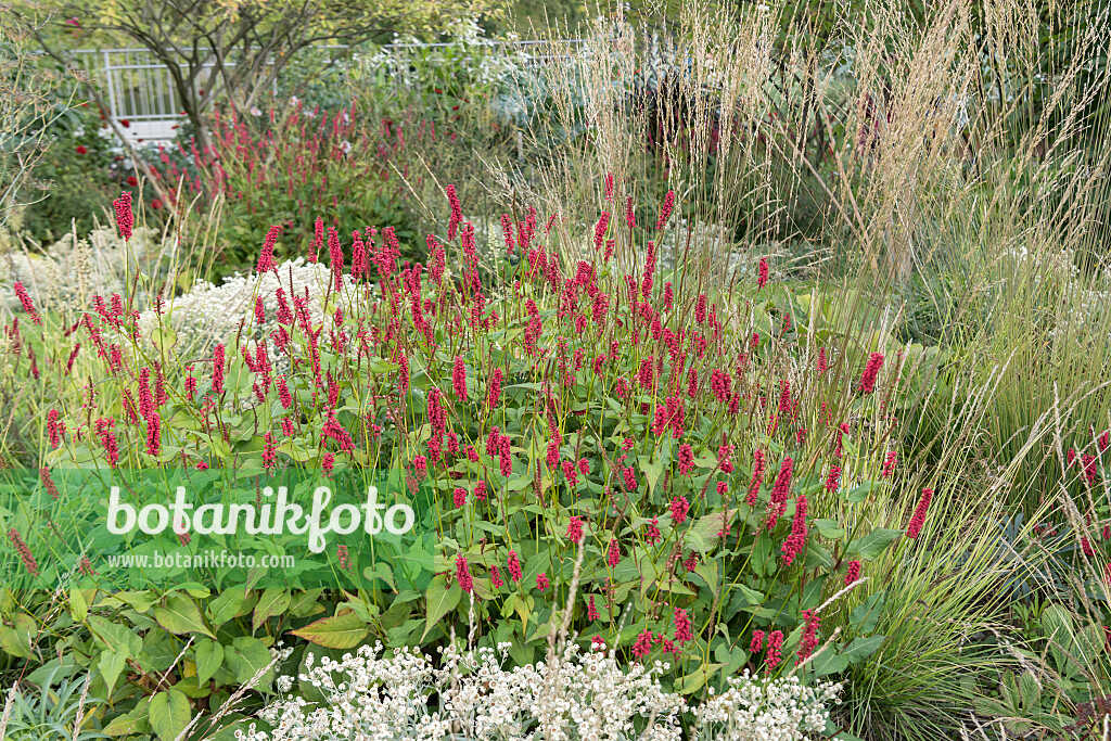 675274 - Mountain fleece (Bistorta amplexicaulis 'Blackfield' syn. Polygonum amplexicaule 'Blackfield')