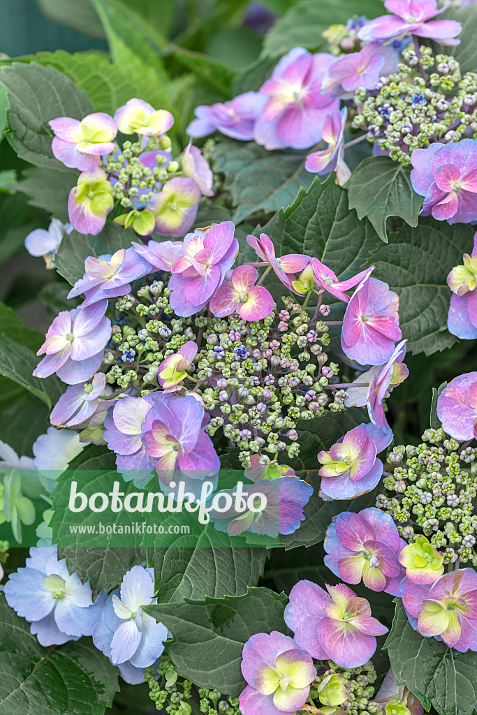 664205 - Mountain hydrangea (Hydrangea serrata 'Flair & Flavours Blueberry Cheesecake')