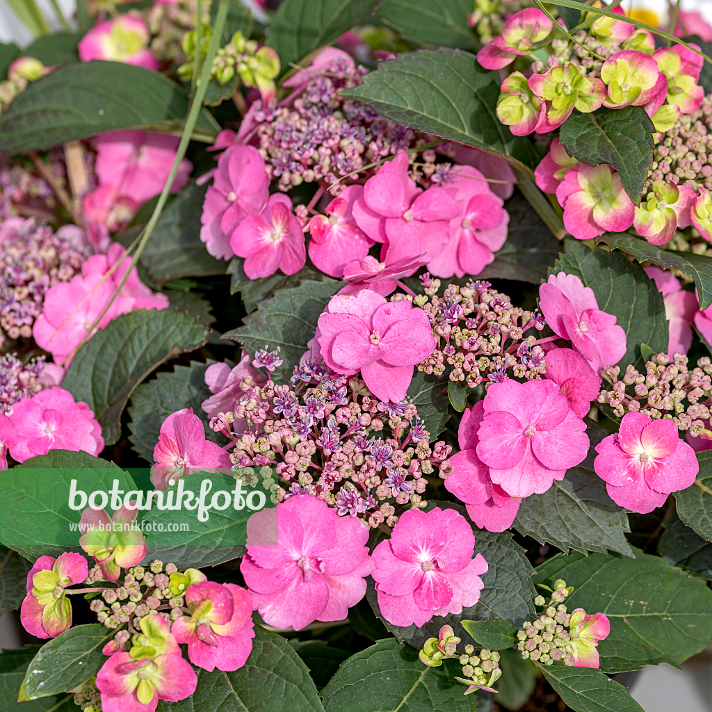 664206 - Mountain hydrangea (Hydrangea serrata 'Flair & Flavours Cotton Candy')