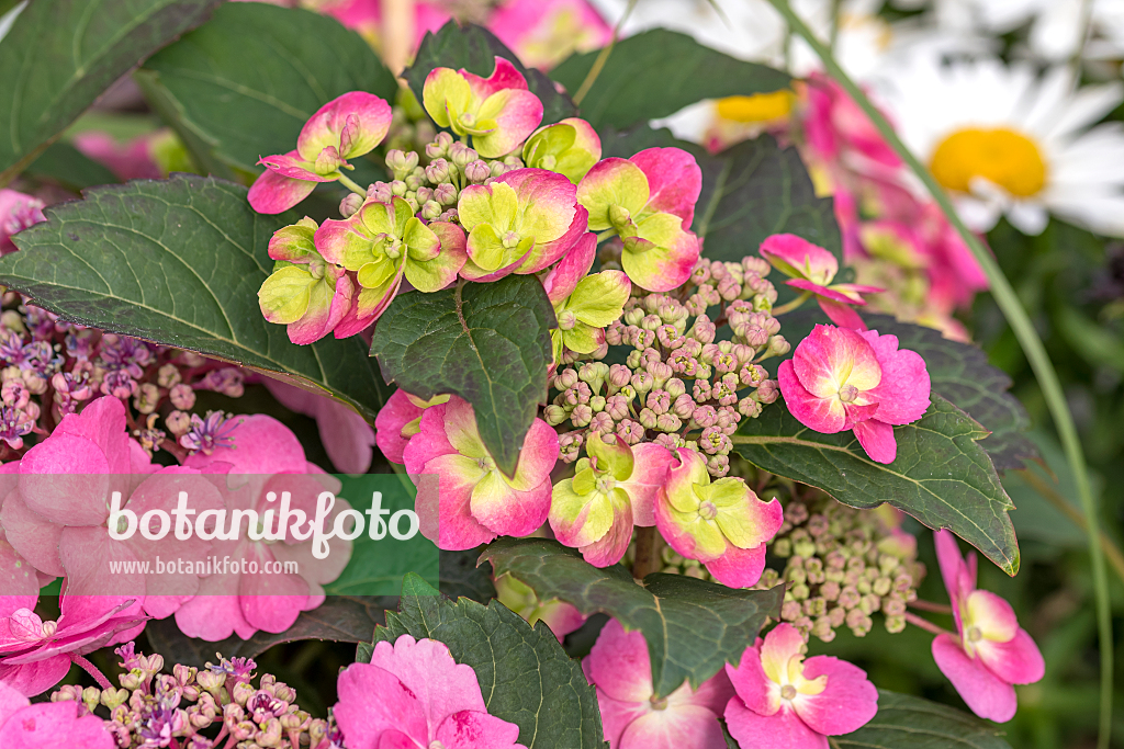 664207 - Mountain hydrangea (Hydrangea serrata 'Flair & Flavours Cotton Candy')