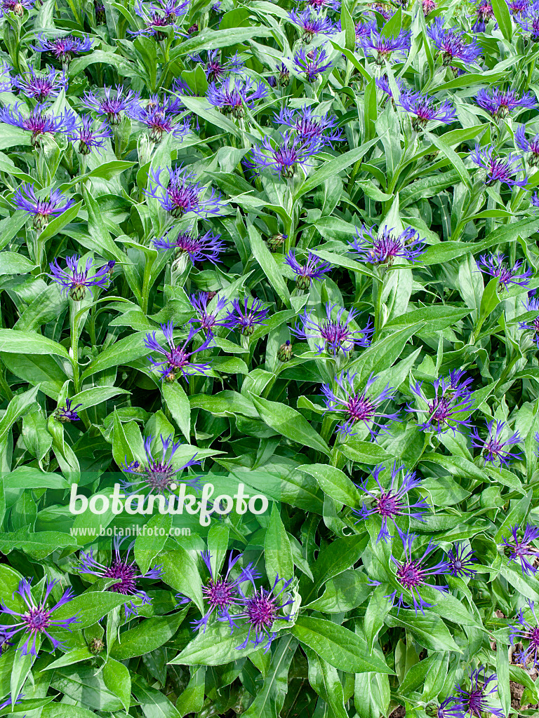 437442 - Mountain knapweed (Centaurea montana)