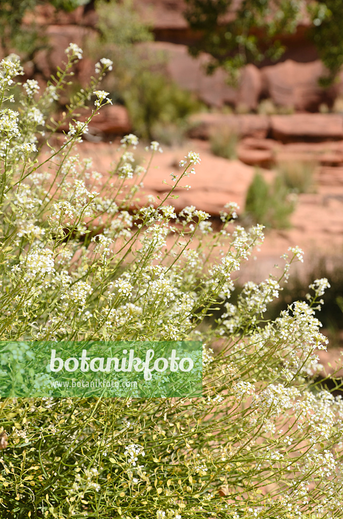 508313 - Mountain pepperweed (Lepidium montanum)