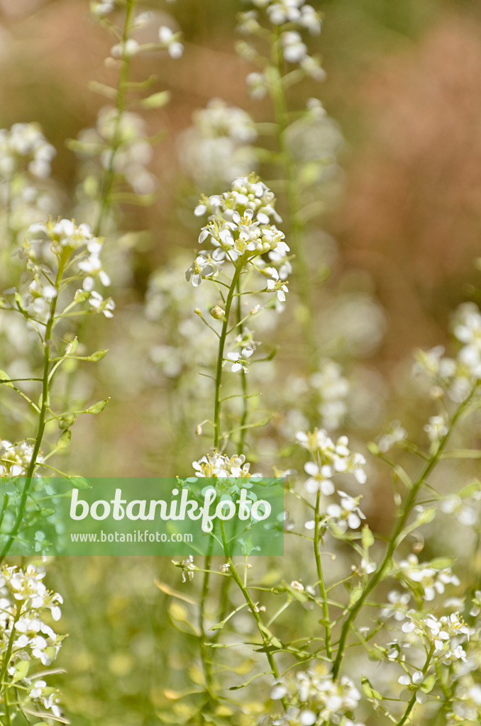 508314 - Mountain pepperweed (Lepidium montanum)