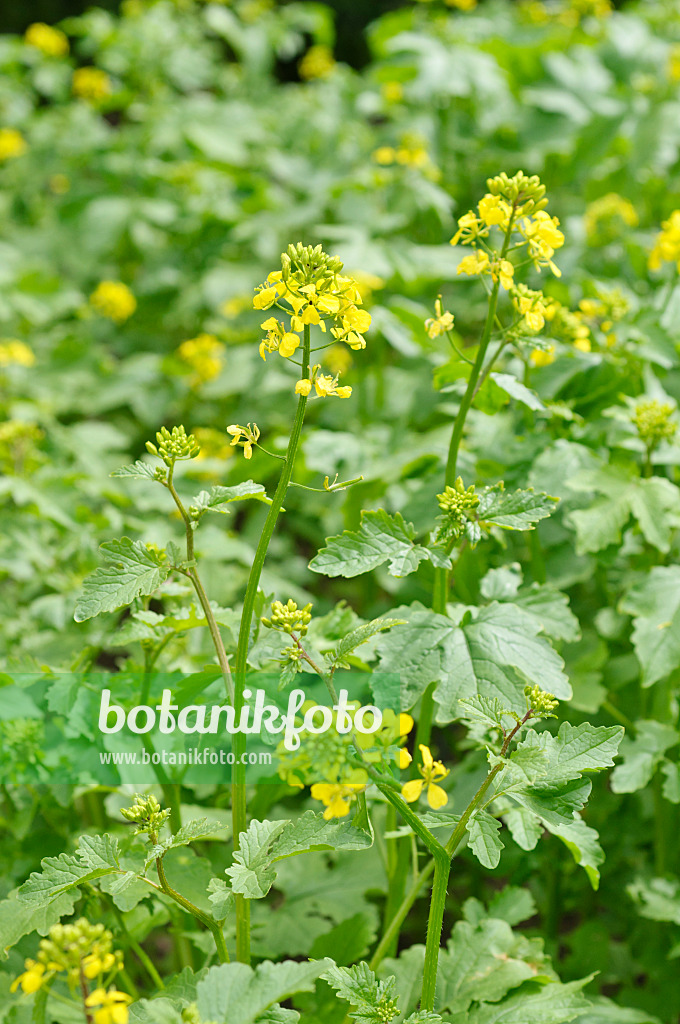 485135 - Moutarde blanche (Sinapis alba syn. Brassica alba)