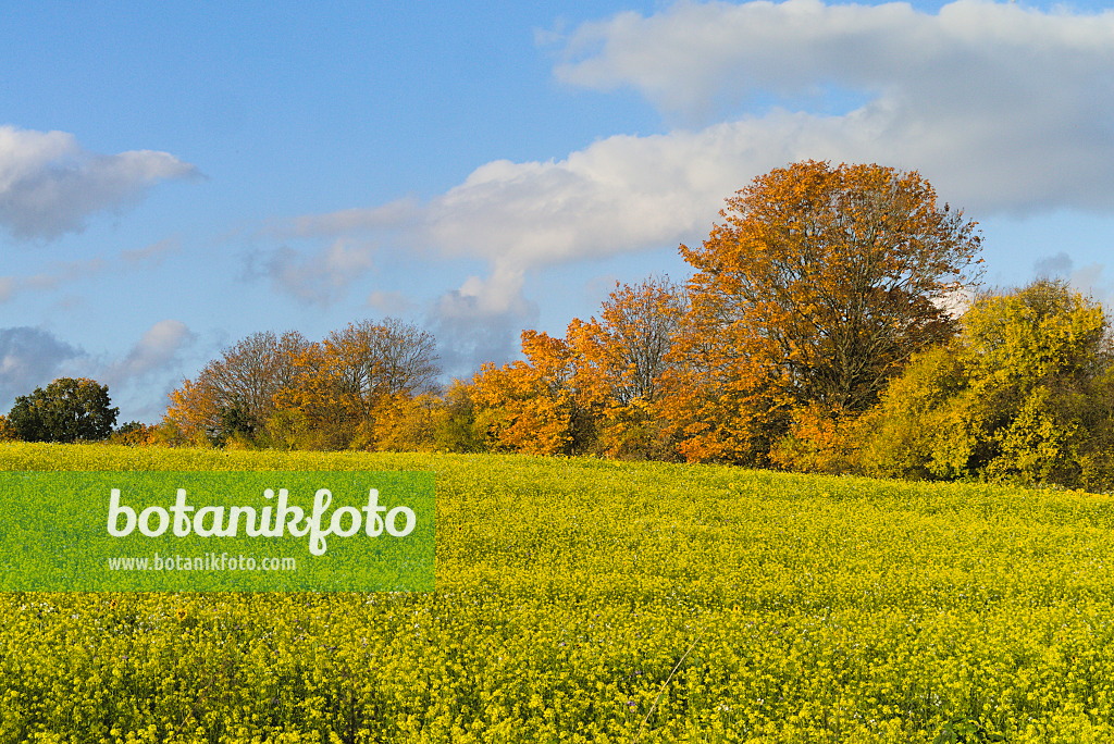 671017 - Moutarde blanche (Sinapis alba syn. Brassica alba)