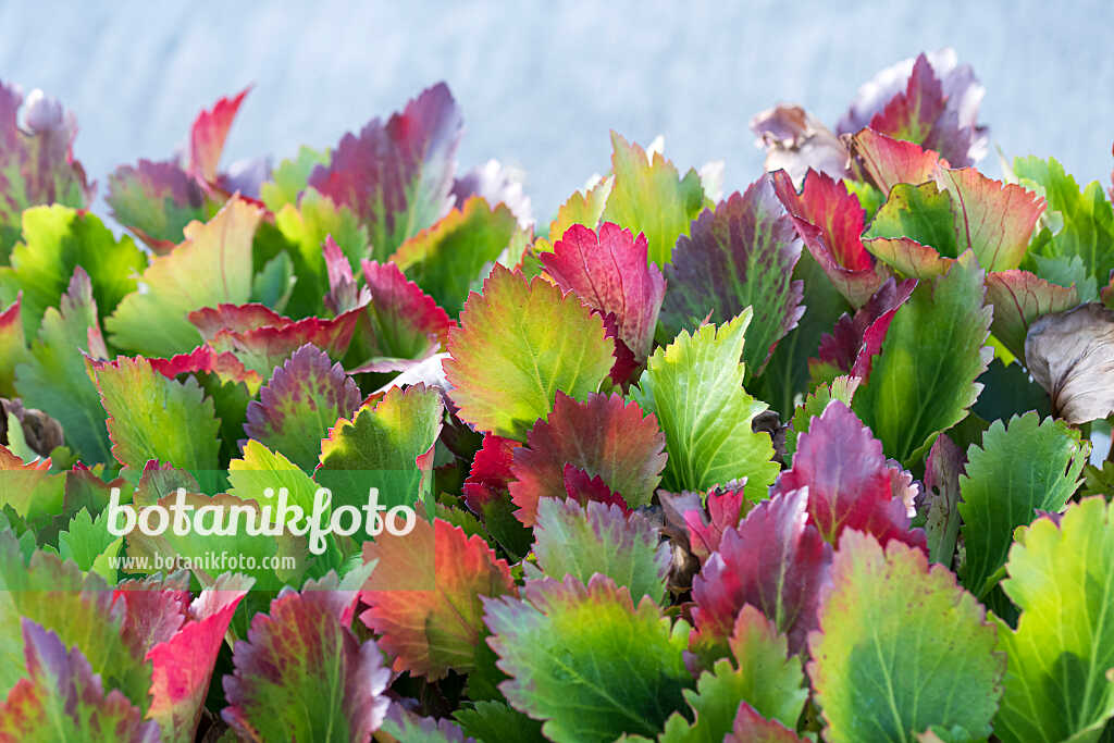 675264 - Mukdénie (Mukdenia rossii 'Nova Flame' syn. Aceriphyllum rossii)