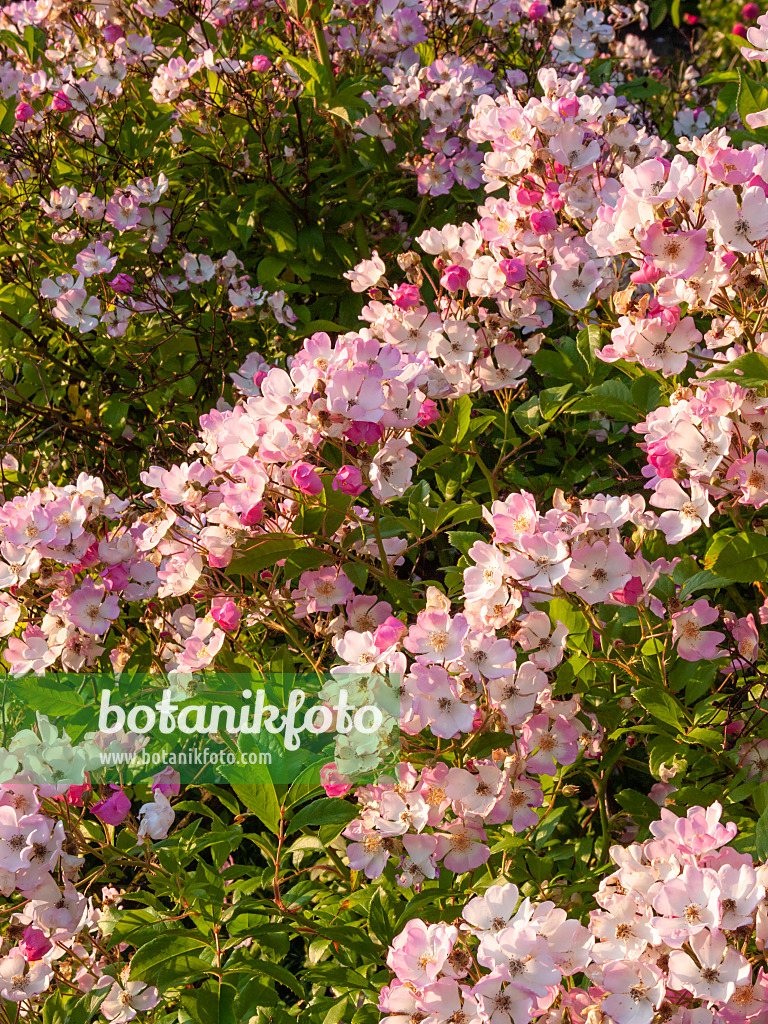 402061 - Multiflora rose (Rosa multiflora 'Cathayensis')