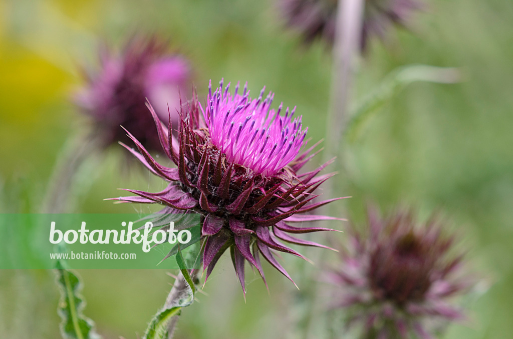 521317 - Musk thistle (Carduus nutans)
