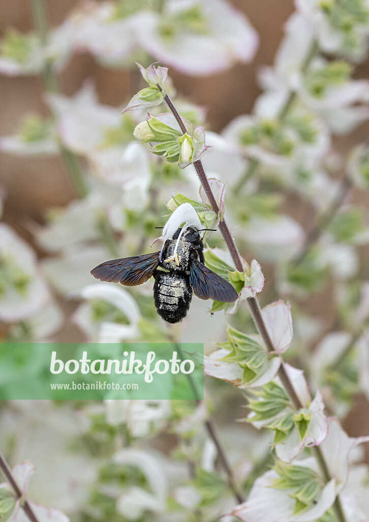 675365 - Muskatellersalbei (Salvia sclarea 'Vatican White')