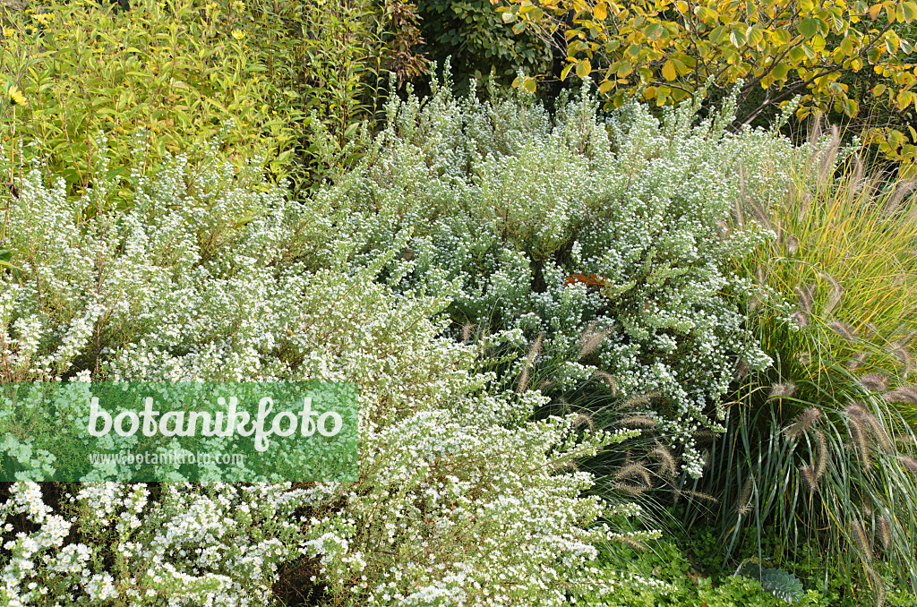 501076 - Myrtenaster (Aster ericoides 'Schneetanne')