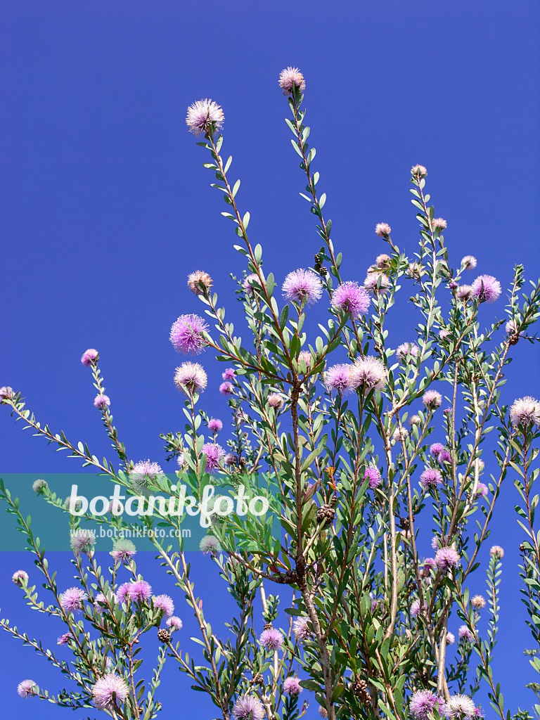 439237 - Myrthenheide (Melaleuca nesophila)