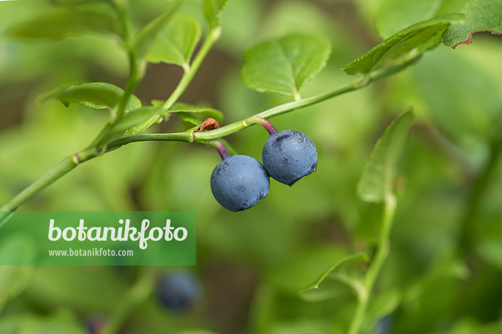 616138 - Myrtille commune (Vaccinium myrtillus)