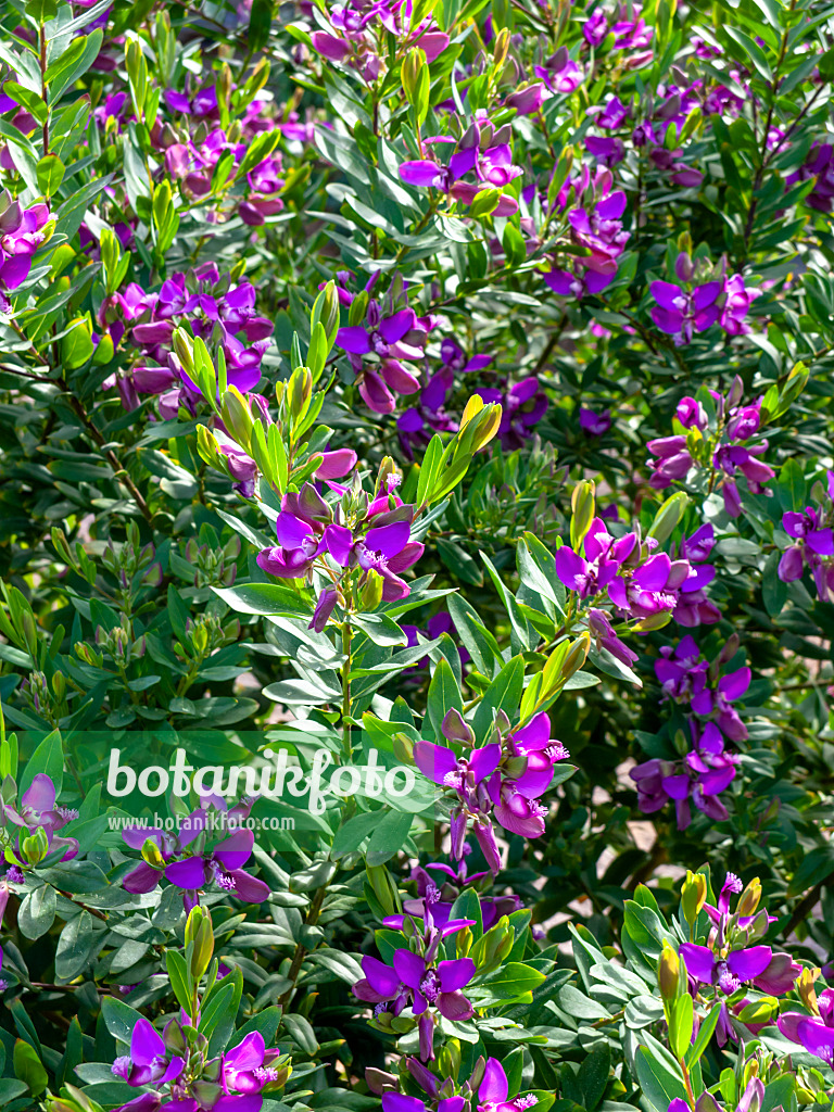 424016 - Myrtle-leaf milkwort (Polygala myrtifolia)