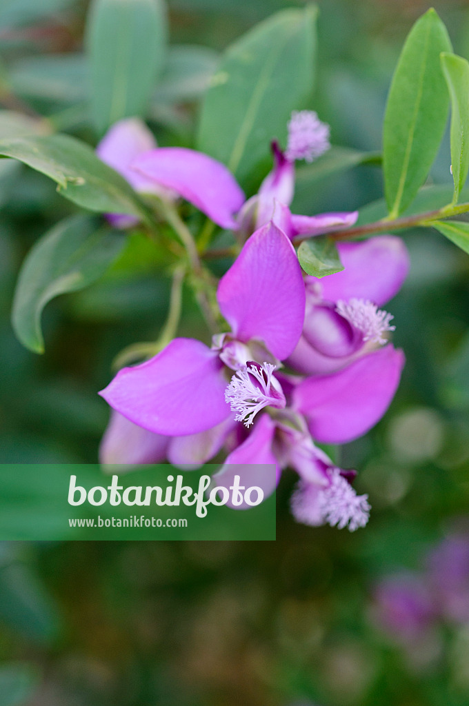 470117 - Myrtle-leaf milkwort (Polygala myrtifolia)