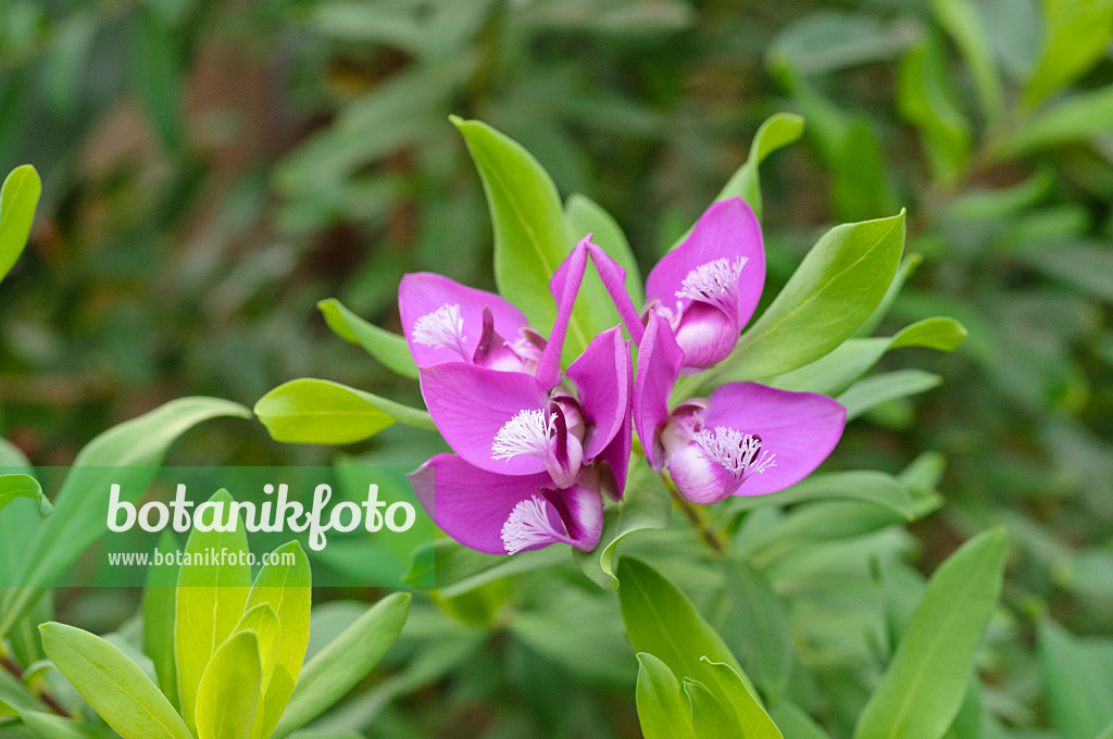 471085 - Myrtle-leaf milkwort (Polygala myrtifolia)
