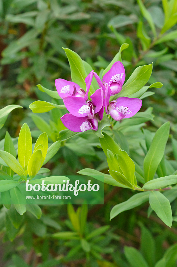 471086 - Myrtle-leaf milkwort (Polygala myrtifolia)