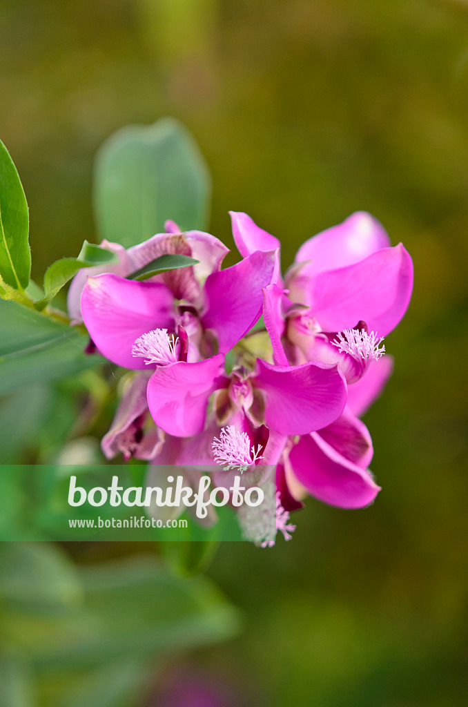 553063 - Myrtle-leaf milkwort (Polygala myrtifolia)