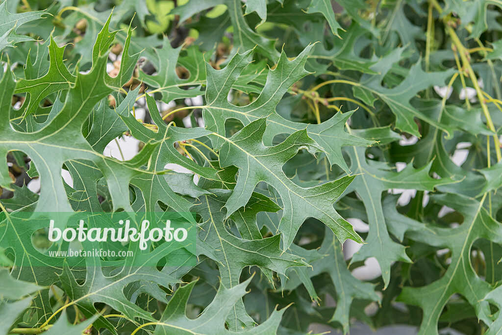 675337 - Nadeleiche (Quercus ellipsoidalis 'Majestic Skies' syn. Quercus ellipsoidalis 'Bailskies')